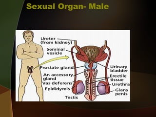 Sexual Organ- Male
 