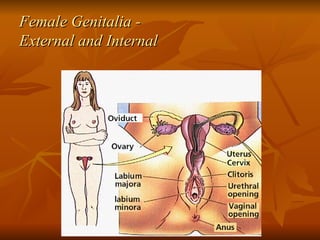 Female Genitalia -  External and Internal 