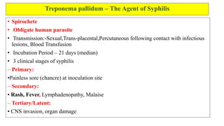 Treponema pallidum – The Agent of Syphilis
• Spirochete
• Obligate human parasite
• Transmission:-Sexual,Trans-placental,Percutaneous following contact with infectious
lesions, Blood Transfusion
• Incubation Period – 21 days (median)
• 3 clinical stages of syphilis
– Primary:
•Painless sore (chancre) at inoculation site
– Secondary:
• Rash, Fever, Lymphadenopathy, Malaise
– Tertiary/Latent:
• CNS invasion, organ damage
 