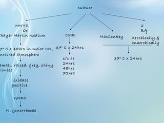 culture
MNYC
Or
Thayer Martin medium
2
BA
MacConkeyCMB
Aerobically &
anaerobically
37° C x 24hrs
37° C x 24hrs
s/c at
24hrs
48hrs
72hrs
7° C x 48hrs in moist CO2
nriched atmosphere
Small, raised, grey, shiny
clonies
oxidase
positive
GNDC
N. gonorrhoeae
 