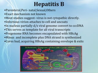 •Parenteral,Peri- natal,Sexual,Others
•Exact mechanism not known
•Most studies suggest- virus is not cytopathic directly.
•Infectious virion attaches to cell and uncoats
•In nucleus partially d/s viral genome convert to cccDNA
•This serves as template for all viral transcripts
•Pregenome RNA becomes encapsulated with HBcAg
•Minus and incomplete plus DNA strand is synthesized
•Cores bud, acquiring HBsAg containing envelope & exits
Hepatitis B
 