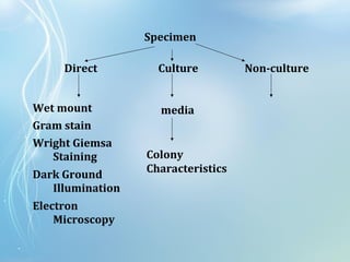 Specimen
Direct Culture Non-culture
Wet mount
Gram stain
Wright Giemsa
Staining
Dark Ground
Illumination
Electron
Microscopy
media
Colony
Characteristics
 