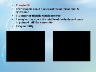 • T. vaginalis
• Pear shaped, ovoid nucleus at the anterior end, &
cytostome
• 3-5 anterior flagella which are free
• Axostyle runs down the middle of the body and ends
in pointed tail like extremity
• Jerky motility
 