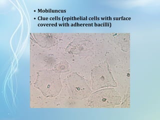 • Mobiluncus
• Clue cells (epithelial cells with surface
covered with adherent bacilli)
 