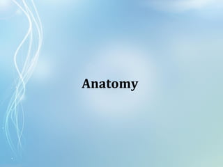 Anatomy
 
