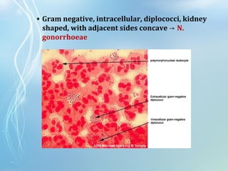 • Gram negative, intracellular, diplococci, kidney
shaped, with adjacent sides concave → N.
gonorrhoeae
 