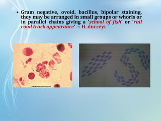 • Gram negative, ovoid, bacillus, bipolar staining,
they may be arranged in small groups or whorls or
in parallel chains giving a ‘school of fish’ or ‘rail
road track appearance’ → H. ducreyi
 