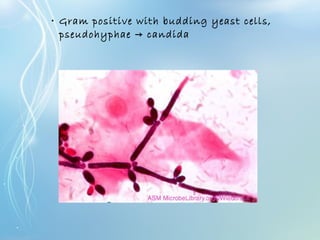 • Gram positive with budding yeast cells,
pseudohyphae candida→
 