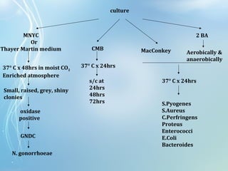 culture
MNYC
Or
Thayer Martin medium
2 BA
MacConkeyCMB
Aerobically &
anaerobically
37° C x 24hrs
37° C x 24hrs
s/c at
24hrs
48hrs
72hrs
37° C x 48hrs in moist CO2
Enriched atmosphere
Small, raised, grey, shiny
clonies
oxidase
positive
GNDC
N. gonorrhoeae
S.Pyogenes
S.Aureus
C.Perfringens
Proteus
Enterococci
E.Coli
Bacteroides
 