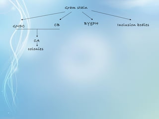 Gram stain
GNDC CB BY&PH Inclusion bodies
CA
colonies
 
