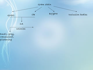 Gram stain
GNDC CB BY&PH Inclusion bodies
CA
Small, grey,
translucent,
glistening
colonies
 