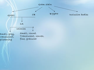 Gram stain
GNDC CB BY&PH Inclusion bodies
CA
Small, grey,
translucent,
glistening
Small, round,
Translucent, convex,
fine, granular
colonies
 