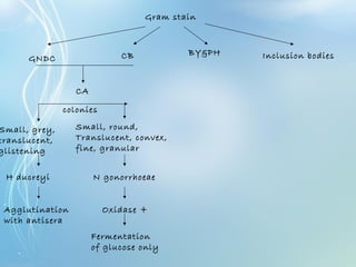 Gram stain
GNDC CB BY&PH Inclusion bodies
CA
Small, grey,
translucent,
glistening
Small, round,
Translucent, convex,
fine, granular
colonies
H ducreyi N gonorrhoeae
Agglutination
with antisera
Oxidase +
Fermentation
of glucose only
 
