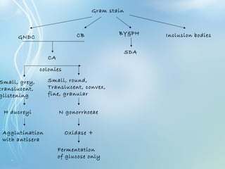 Gram stain
GNDC CB BY&PH Inclusion bodies
CA
Small, grey,
translucent,
glistening
Small, round,
Translucent, convex,
fine, granular
colonies
H ducreyi N gonorrhoeae
Agglutination
with antisera
Oxidase +
Fermentation
of glucose only
SDA
 