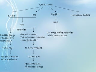 Gram stain
GNDC CB BY&PH Inclusion bodies
CA
Small, grey,
translucent,
glistening
Small, round,
Translucent, convex,
fine, granular
colonies
H ducreyi N gonorrhoeae
Agglutination
with antisera
Oxidase +
Fermentation
of glucose only
SDA
Creamy white colonies
with yeast odour
 
