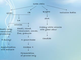 Gram stain
GNDC CB BY&PH Inclusion bodies
CA
Small, grey,
translucent,
glistening
Small, round,
Translucent, convex,
fine, granular
colonies
H ducreyi N gonorrhoeae
Agglutination
with antisera
Oxidase +
Fermentation
of glucose only
SDA
Creamy white colonies
with yeast odour
Candida
 