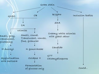 Gram stain
GNDC CB BY&PH Inclusion bodies
CA
Small, grey,
translucent,
glistening
Small, round,
Translucent, convex,
fine, granular
colonies
H ducreyi N gonorrhoeae
Agglutination
with antisera
Oxidase +
Fermentation
of glucose only
SDA
Creamy white colonies
with yeast odour
Candida
GTT
Chlamydiospores
Contd..
 