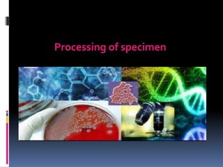 Processing of specimen
 