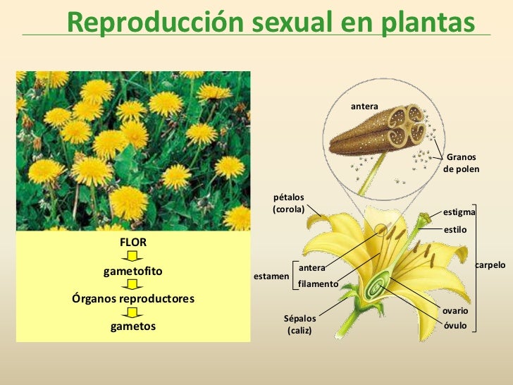 Sexual plantas