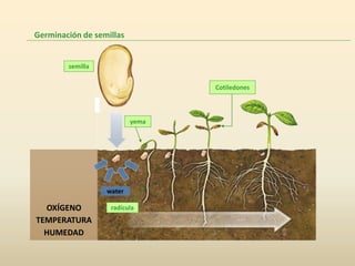 Germinación de semillas


        semilla


                                 Cotiledones



                          yema




                  water

  OXÍGENO          radícula
TEMPERATURA
  HUMEDAD
 
