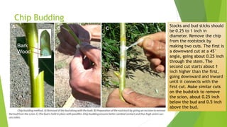 Chip Budding
Stocks and bud sticks should
be 0.25 to 1 inch in
diameter. Remove the chip
from the rootstock by
making two cuts. The first is
a downward cut at a 45°
angle, going about 0.25 inch
through the stem. The
second cut starts about 1
inch higher than the first,
going downward and inward
until it connects with the
first cut. Make similar cuts
on the budstick to remove
the scion, about 0.25 inch
below the bud and 0.5 inch
above the bud.
 