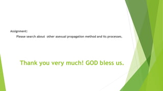Assignment:
Please search about other asexual propagation method and its processes.
Thank you very much! GOD bless us.
 