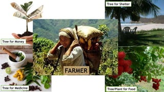 Tree/Plant for Food
Tree for Shelter
Tree for Medicine
Tree for Money
FARMER
 