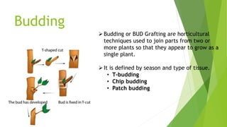 Budding
Budding or BUD Grafting are horticultural
techniques used to join parts from two or
more plants so that they appear to grow as a
single plant.
It is defined by season and type of tissue.
• T-budding
• Chip budding
• Patch budding
 