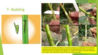 T- Budding
T and inverted T methods of budding: A, B) removal of the bud, C) preparation of the rootstock
by giving an incision in the form of an inverted T to facilitate lifting of the bark, D) insertion of
the bud into the incision made on the rootstock, E) T method of budding, F) parafilm holding the
bud in place. Insets: Insertion of buds into the cuts made on the scion.
A B C
D E F
 