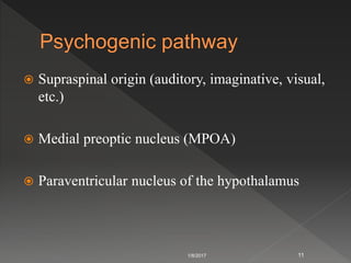  Supraspinal origin (auditory, imaginative, visual,
etc.)
 Medial preoptic nucleus (MPOA)
 Paraventricular nucleus of the hypothalamus
1/8/2017 11
 