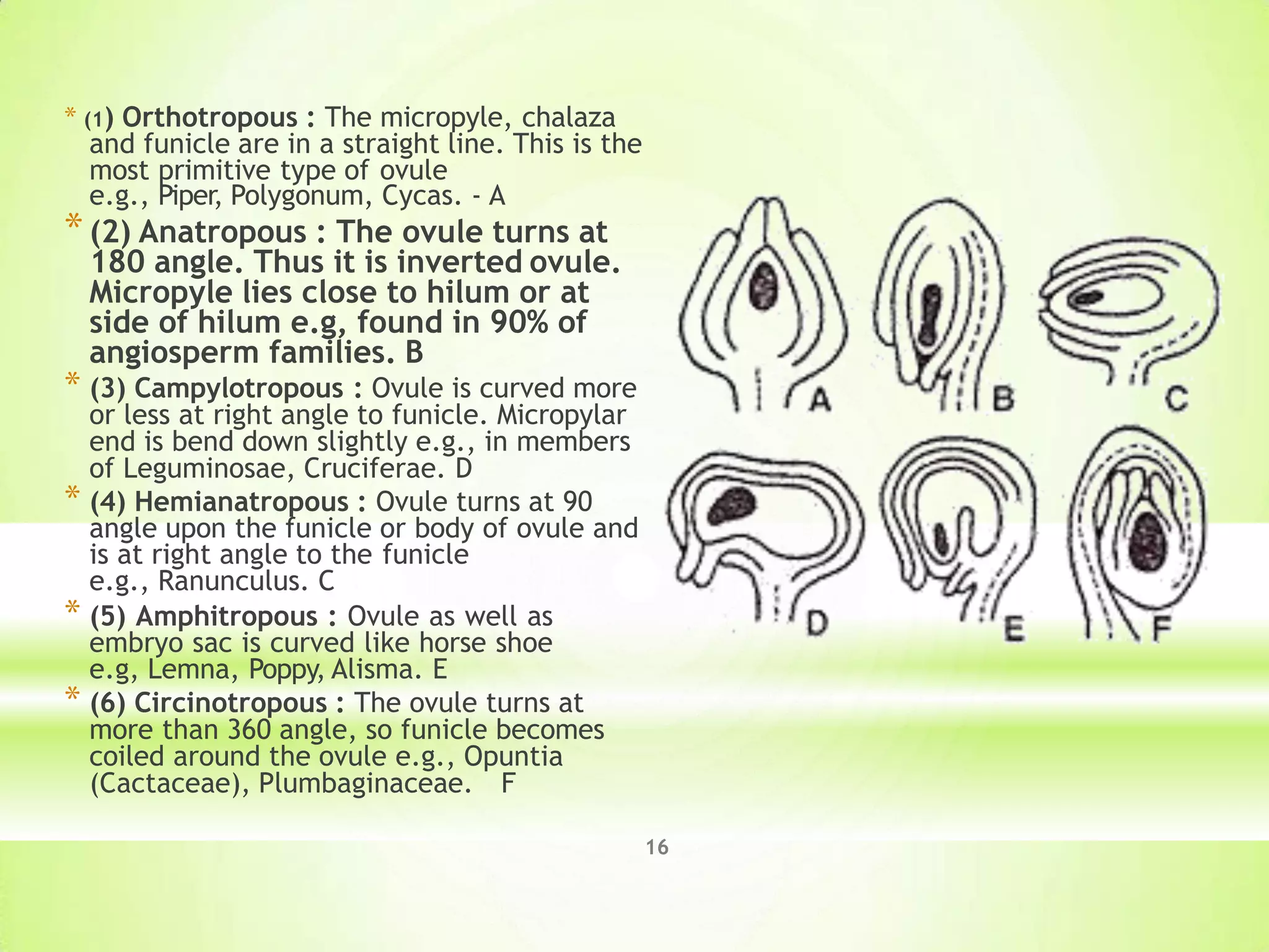 * (1) Orthotropous : The micropyle, chalaza
and funicle are in a straight line. This is the
most primitive type of ovule
e.g., Piper, Polygonum, Cycas. - A
*(2) Anatropous : The ovule turns at
180 angle. Thus it is inverted ovule.
Micropyle lies close to hilum or at
side of hilum e.g, found in 90% of
angiosperm families. B
* (3) Campylotropous : Ovule is curved more
or less at right angle to funicle. Micropylar
end is bend down slightly e.g., in members
of Leguminosae, Cruciferae. D
* (4) Hemianatropous : Ovule turns at 90
angle upon the funicle or body of ovule and
is at right angle to the funicle
e.g., Ranunculus. C
* (5) Amphitropous : Ovule as well as
embryo sac is curved like horse shoe
e.g, Lemna, Poppy, Alisma. E
* (6) Circinotropous : The ovule turns at
more than 360 angle, so funicle becomes
coiled around the ovule e.g., Opuntia
(Cactaceae), Plumbaginaceae. F
16
 