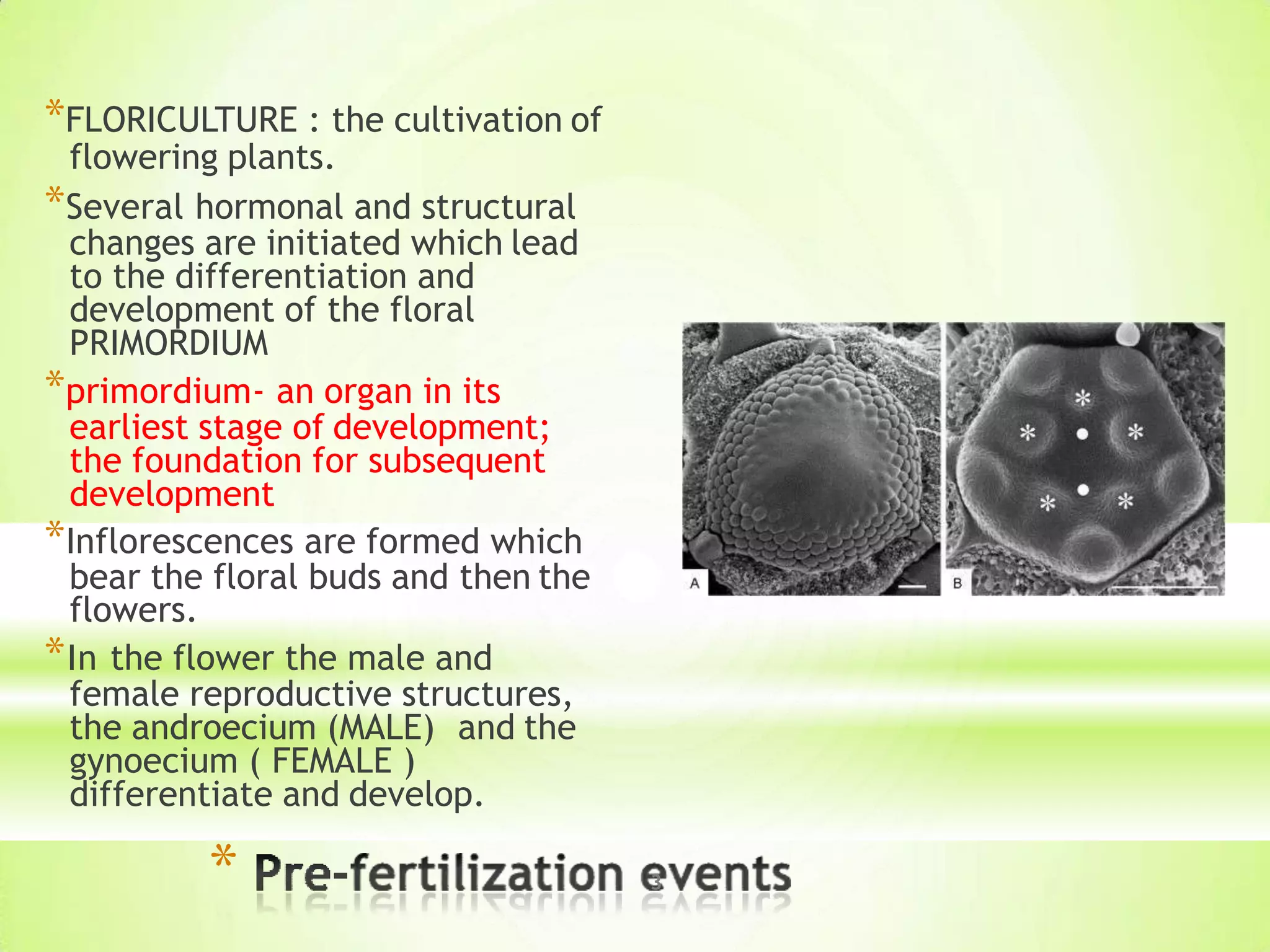 *
*FLORICULTURE : the cultivation of
flowering plants.
*Several hormonal and structural
changes are initiated which lead
to the differentiation and
development of the floral
PRIMORDIUM
*primordium- an organ in its
earliest stage of development;
the foundation for subsequent
development
*Inflorescences are formed which
bear the floral buds and then the
flowers.
*In the flower the male and
female reproductive structures,
the androecium (MALE) and the
gynoecium ( FEMALE )
differentiate and develop.
3
 