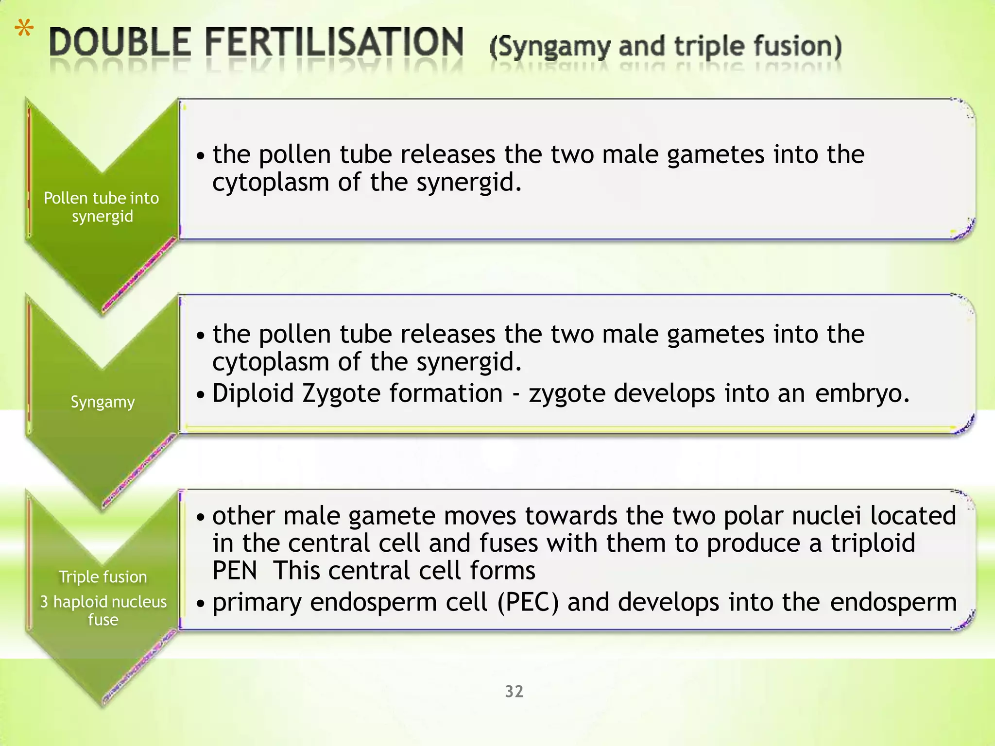 *
Pollen tube into
synergid
• the pollen tube releases the two male gametes into the
cytoplasm of the synergid.
Syngamy
• the pollen tube releases the two male gametes into the
cytoplasm of the synergid.
• Diploid Zygote formation - zygote develops into an embryo.
Triple fusion
3 haploid nucleus
fuse
• other male gamete moves towards the two polar nuclei located
in the central cell and fuses with them to produce a triploid
PEN This central cell forms
• primary endosperm cell (PEC) and develops into the endosperm
32
 