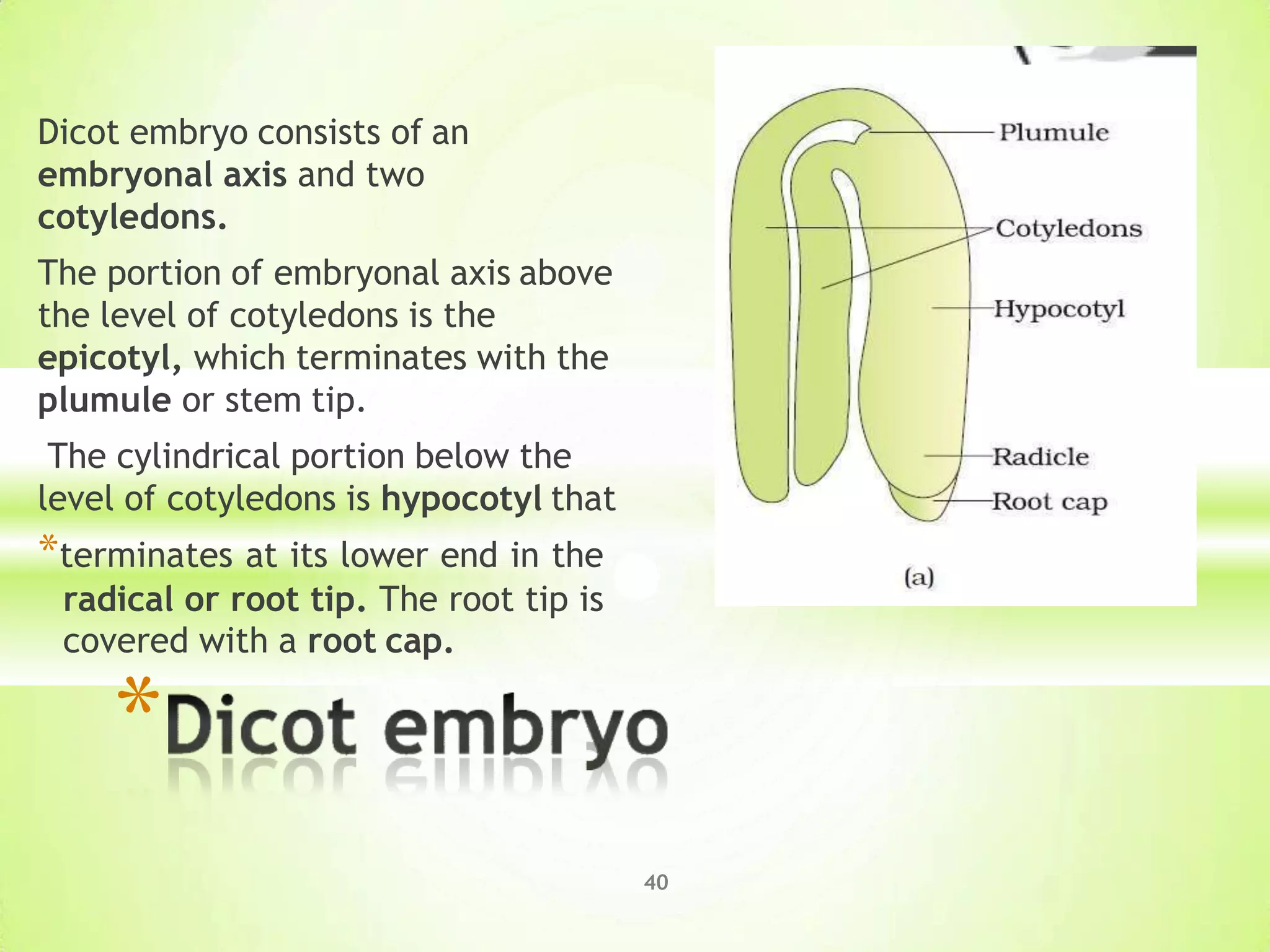 Dicot embryo consists of an
embryonal axis and two
cotyledons.
The portion of embryonal axis above
the level of cotyledons is the
epicotyl, which terminates with the
plumule or stem tip.
The cylindrical portion below the
level of cotyledons is hypocotyl that
*terminates at its lower end in the
radical or root tip. The root tip is
covered with a root cap.
*
40
 