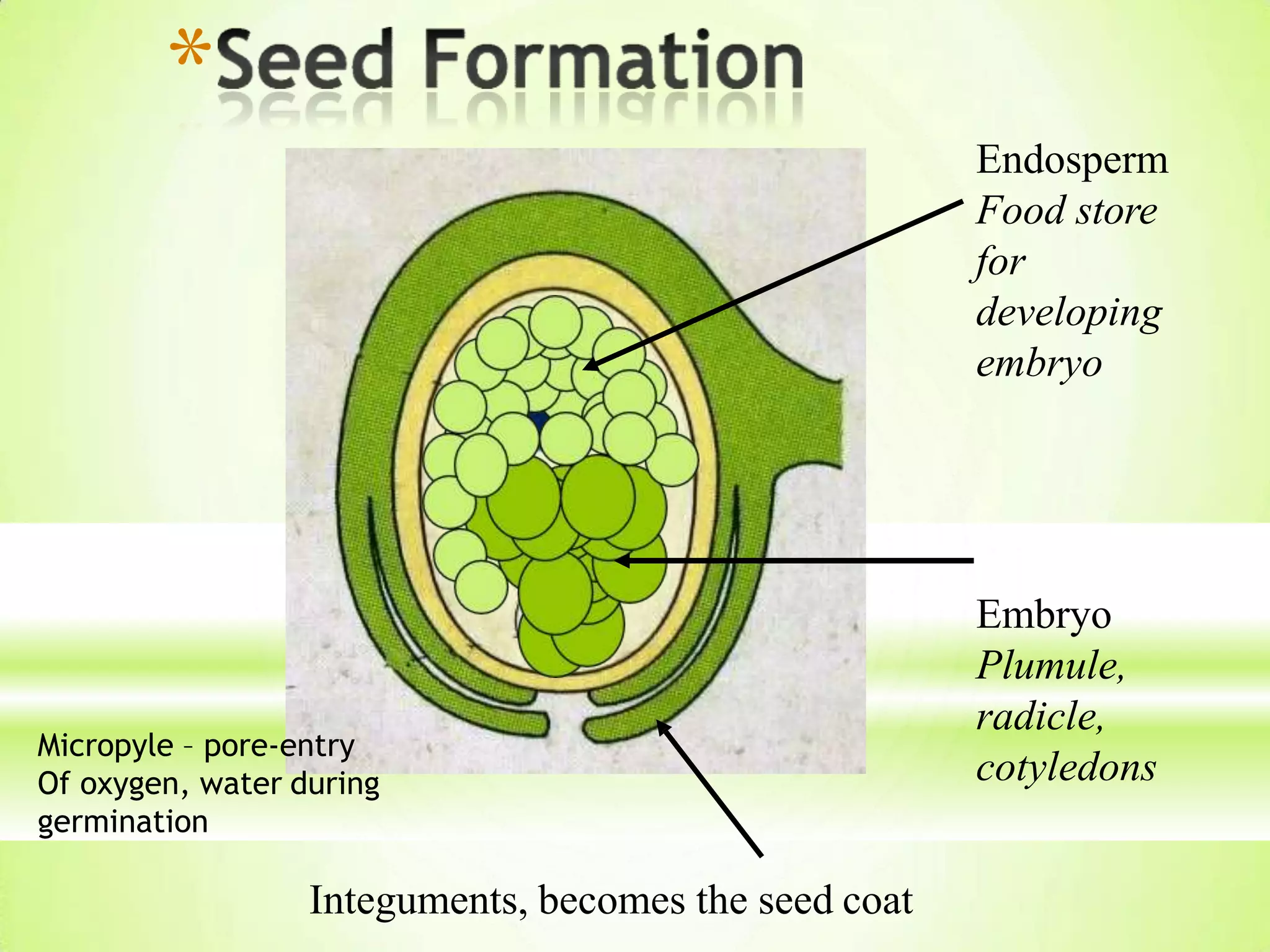 Endosperm
Food store
for
developing
embryo
Embryo
Plumule,
radicle,
cotyledons
Integuments, becomes the seed coat
*
Micropyle – pore-entry
Of oxygen, water during
germination
 