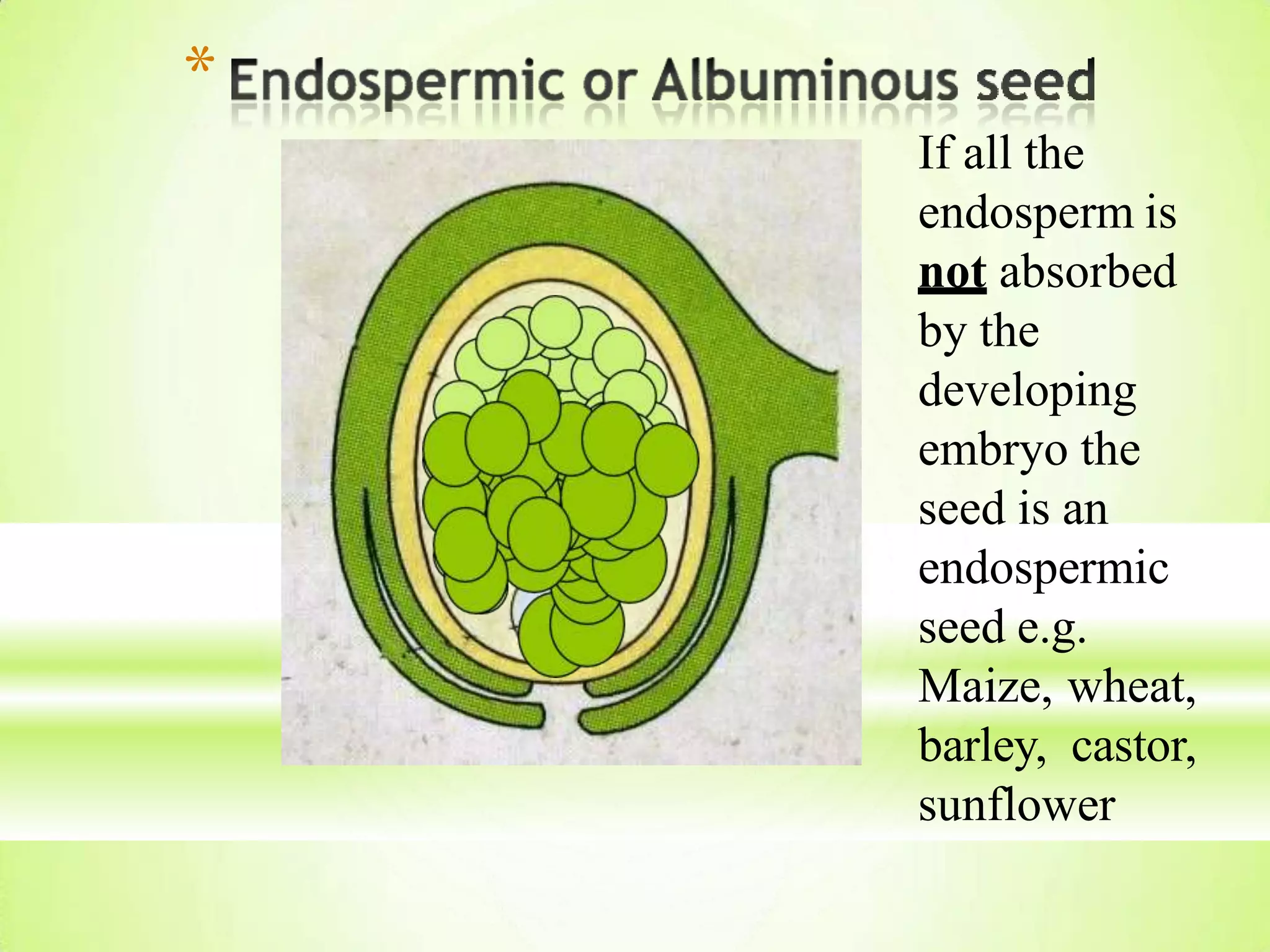 If all the
endosperm is
not absorbed
by the
developing
embryo the
seed is an
endospermic
seed e.g.
Maize, wheat,
barley, castor,
sunflower
*
 