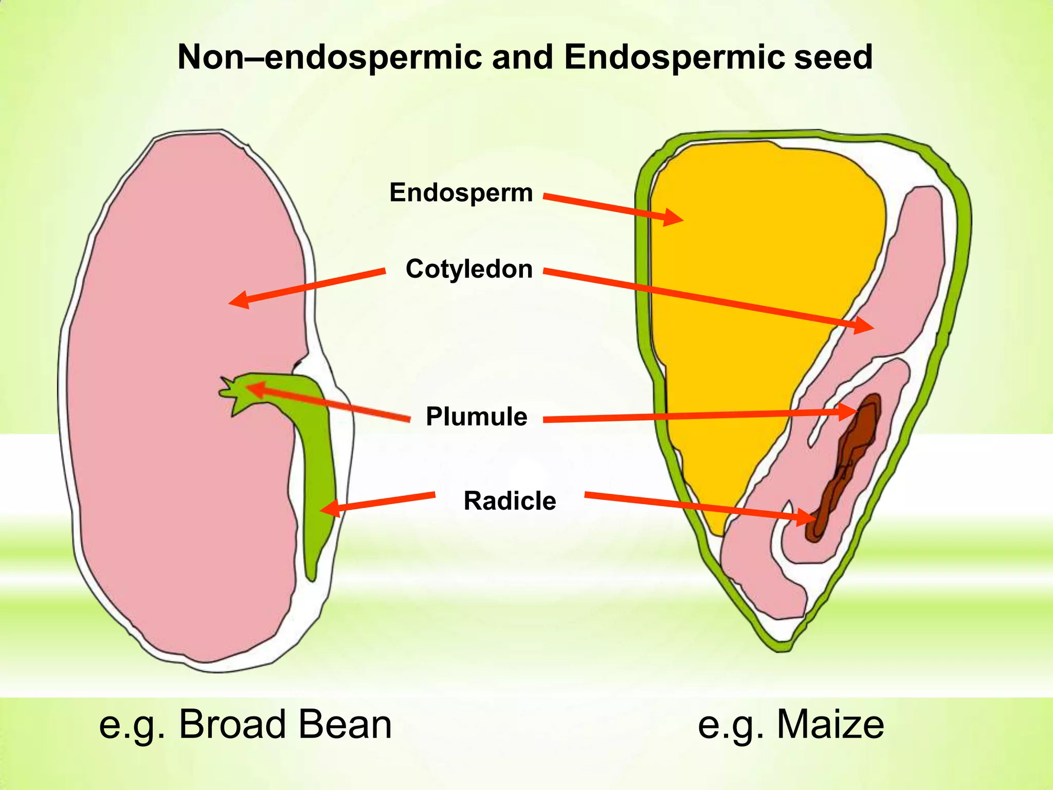 e.g. Broad Bean e.g. Maize
Plumule
Radicle
Endosperm
Cotyledon
Non–endospermic and Endospermic seed
 