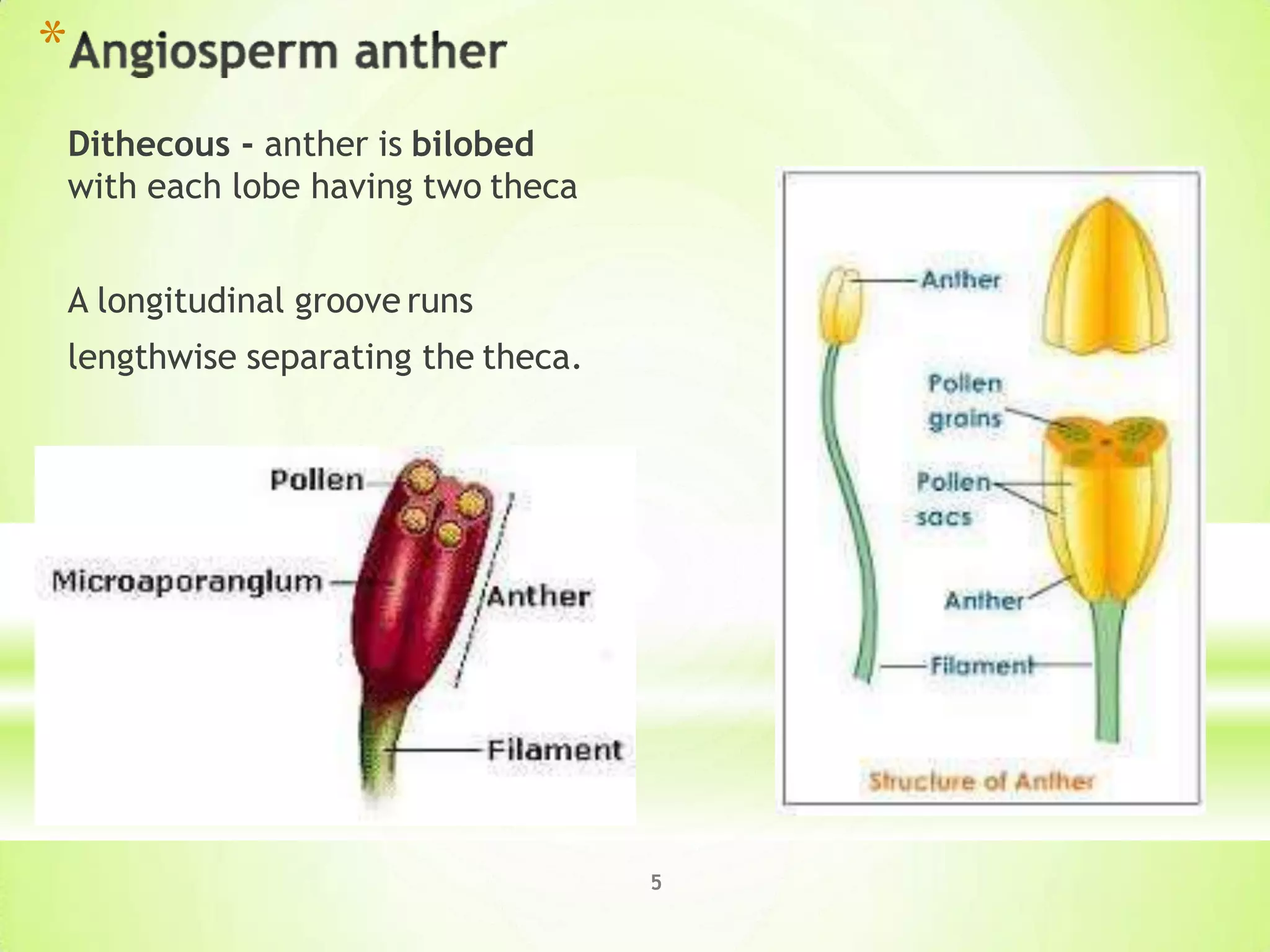 *
Dithecous - anther is bilobed
with each lobe having two theca
A longitudinal groove runs
lengthwise separating the theca.
5
 
