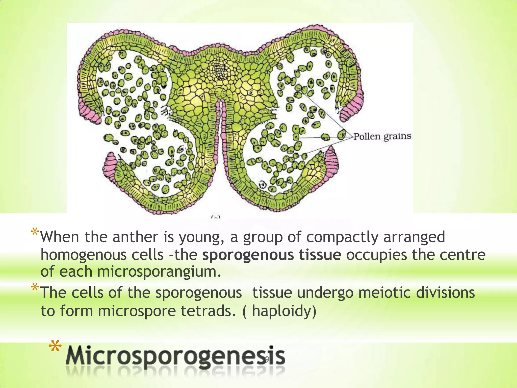 *
*When the anther is young, a group of compactly arranged
homogenous cells -the sporogenous tissue occupies the centre
of each microsporangium.
*The cells of the sporogenous tissue undergo meiotic divisions
to form microspore tetrads. ( haploidy)
9
 