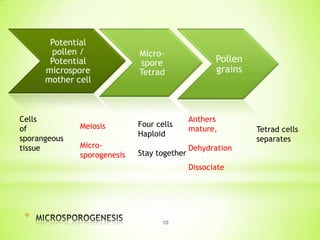 Potential
pollen /
Potential
microspore
mother cell

Cells
of
sporangeous
tissue

Microspore
Tetrad

Meiosis

Four cells
Haploid

Microsporogenesis

Stay together

Pollen
grains

Anthers
mature,
Dehydration
Dissociate

*

10

Tetrad cells
separates

 