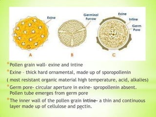 * Pollen grain wall- exine and intine
* Exine – thick hard ornamental, made up of sporopollenin
( most resistant organic material high temperature, acid, alkalies)

* Germ pore- circular aperture in exine- spropollenin absent.
Pollen tube emerges from germ pore

* The inner wall of the pollen grain intine- a thin and continuous
layer made up of cellulose and pectin.
12

 
