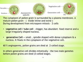 The cytoplasm of pollen grain is surrounded by a plasma membrane. A
mature pollen grain – ( inside intine and exine )
During development from microspore mitosis – 2 cells
• vegetative cell / tube cell --bigger, has abundant -food reserve and a
large irregularly shaped nucleus.
•

generative Cell -- small , spindle shaped with dense cytoplasm & a
nucleus. It floats in the cytoplasm of the vegetative cell.

60 % angiosperms, pollen grains are shed at 2-celled stage.
In others generative cell divides mitotically - the two male gametes
before pollen grains are shed (3-celled stage).
14

 