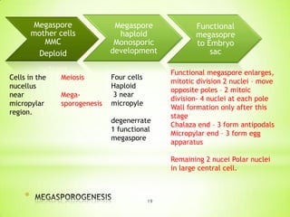 Megaspore
mother cells
MMC
Deploid
Cells in the
nucellus
near
micropylar
region.

Meiosis
Megasporogenesis

Megaspore
haploid
Monosporic
development
Four cells
Haploid
3 near
micropyle
degenerrate
1 functional
megaspore

Functional
megasopre
to Embryo
sac
Functional megaspore enlarges,
mitotic division 2 nuclei – move
opposite poles – 2 mitoic
division- 4 nuclei at each pole
Wall formation only after this
stage
Chalaza end – 3 form antipodals
Micropylar end – 3 form egg
apparatus
Remaining 2 nucei Polar nuclei
in large central cell.

*

19

 