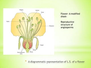 Flower- A modified
shootReproductive
structure of
angiosperms

*

2

 