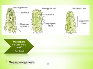 Megaspore
mother cells
MMC
Deploid

*

20

 
