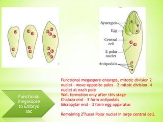 Functional
megasopre
to Embryo
sac

Functional megaspore enlarges, mitotic division 2
nuclei – move opposite poles – 2 mitoic division- 4
nuclei at each pole
Wall formation only after this stage
Chalaza end – 3 form antipodals
Micropylar end – 3 form egg apparatus
Remaining 221
nucei Polar nuclei in large central cell.

 