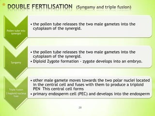 *
Pollen tube into
synergid

Syngamy

Triple fusion
3 haploid nucleus
fuse

• the pollen tube releases the two male gametes into the
cytoplasm of the synergid.

• the pollen tube releases the two male gametes into the
cytoplasm of the synergid.
• Diploid Zygote formation - zygote develops into an embryo.

• other male gamete moves towards the two polar nuclei located
in the central cell and fuses with them to produce a triploid
PEN This central cell forms
• primary endosperm cell (PEC) and develops into the endosperm
28

 