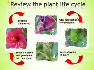 *
After fertilization
flower withers

pollen is
transferred

2

3

1
seeds disperse
and germinate
into new plant

4

seeds develop
in ovary

 
