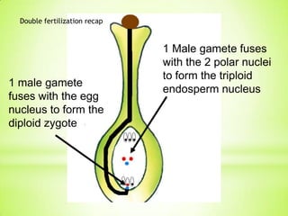 Double fertilization recap

1 male gamete
fuses with the egg
nucleus to form the
diploid zygote

1 Male gamete fuses
with the 2 polar nuclei
to form the triploid
endosperm nucleus

 