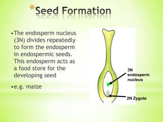 *
•The endosperm nucleus
(3N) divides repeatedly
to form the endosperm
in endospermic seeds.
This endosperm acts as
a food store for the
developing seed

3N
endosperm
nucleus

•e.g. maize
2N Zygote

 
